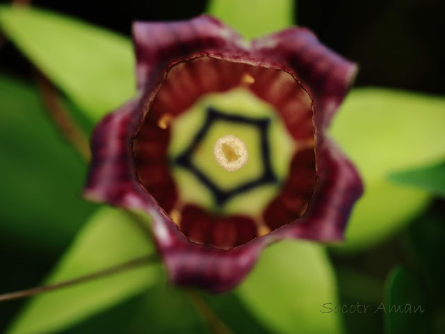 Codonopsis lanceolata