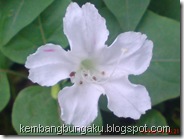bunga pukul 4 putih 2821