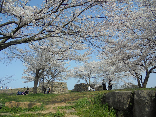 米子城跡のソメイヨシノ桜