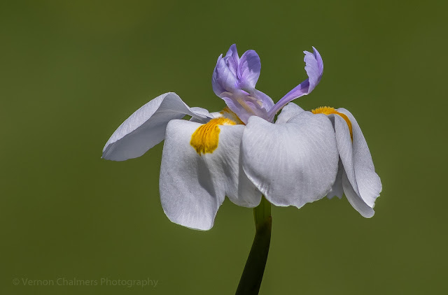 Wild flower with Canon EF 400mm f/5.6L USM Lens Copyright Vernon Chalmers