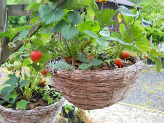 ﻿Lazy Seven ways to make a hanging basket for your organic garden - free