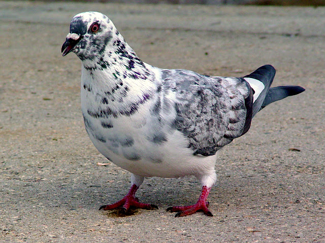 Leucistic_Rock_Pigeon