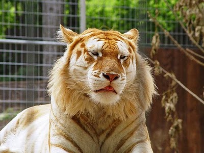 BEAUTIFUL GOLDEN TABBY TIGER