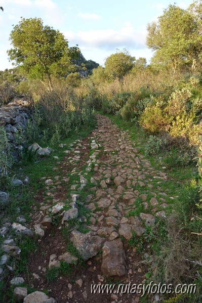 El Cintillo - Sierra Baja de Ubrique - Paso del Bombo - Ubrique - Cañada de los Pernales