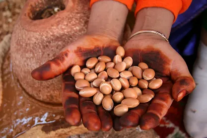 Here are the argan seeds which are then used to make the oil. It can be used for dietary purposes or for well-being.