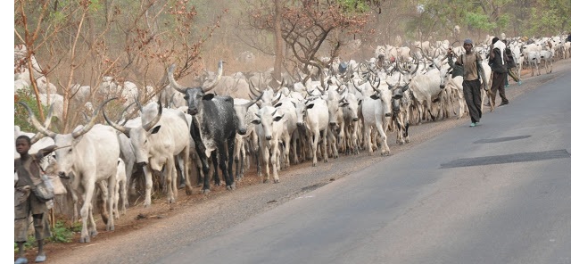 Cows, Fulani herdsmen take over Owerri Airport runway, plane aborts landing