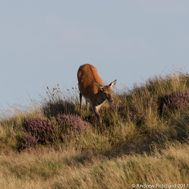 A hind is walking down a steep slope through grass and heather to join the others.