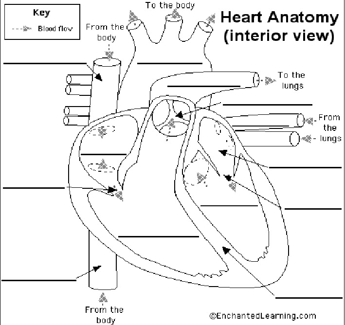 circulatory system heart diagram. circulatory system diagram