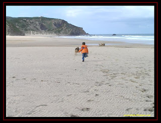 pastor australiano e golden retriever na praia do amado