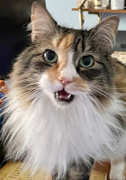 A cat with its mouth open.