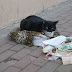 Cat collecting money