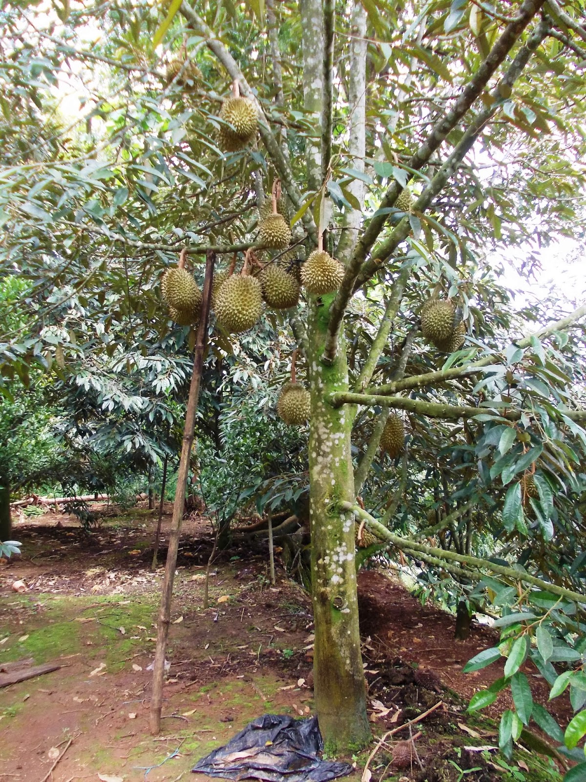 kebun wisata durian  jatuhan