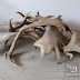 Natural Shed Antlers - Components