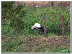 20120108_141648_043_Kuantu