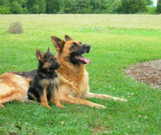 German Shepherd Club, a style of love for dogs of this breed