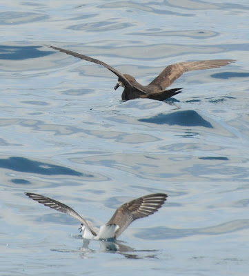 Grey-faced Petrel (Pterodroma macroptera gouldi) and Cook's Petrel (Pterodroma cookii)