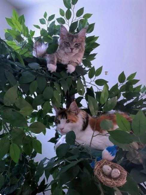 Large Cat Tree voted Best in 2021