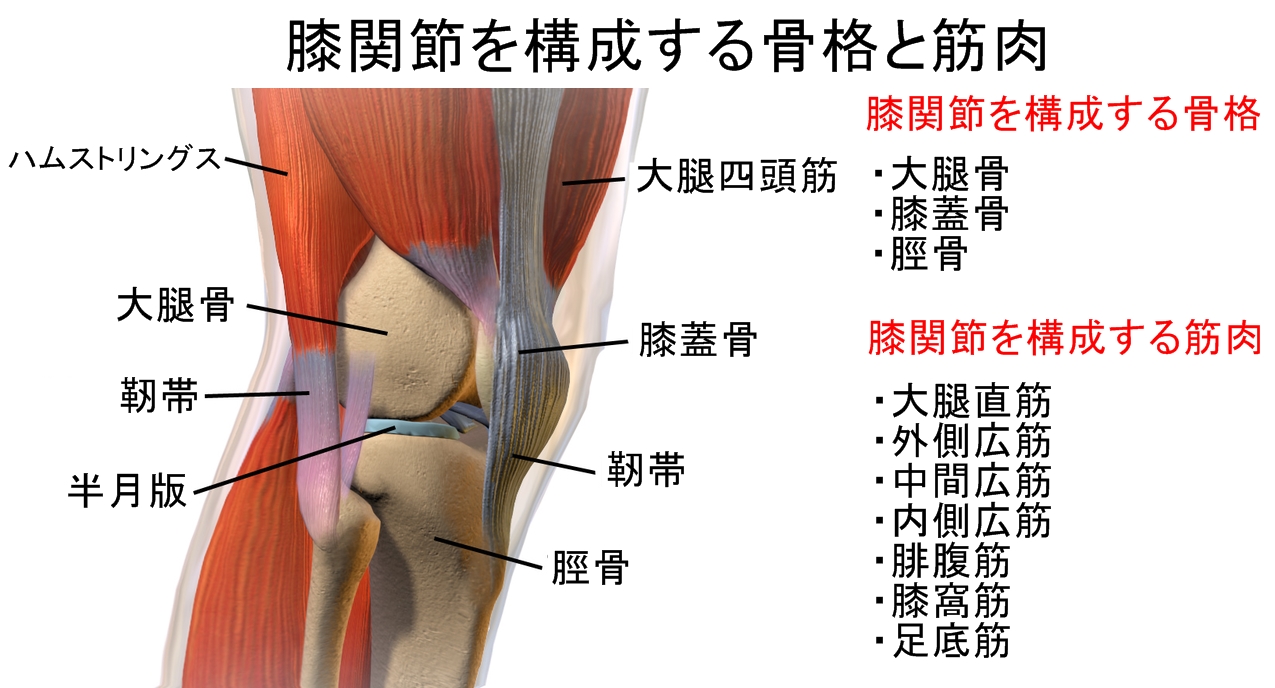 膝関節の構造 構成する骨格と筋肉 周辺筋のトレーニング方法 公式 公益社団法人 日本パワーリフティング協会