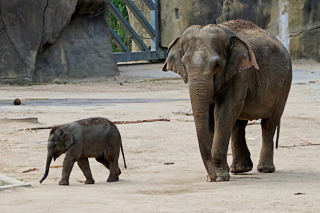 International Day of Action for Elephants in Zoos