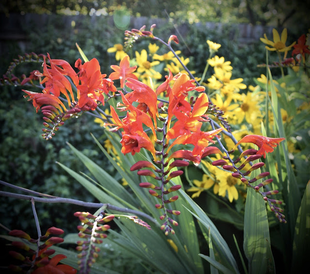 Jardín en verano