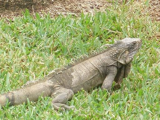 iguana