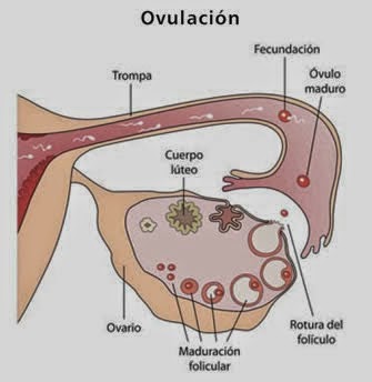 dias fertiles para quedar embarazada de varon