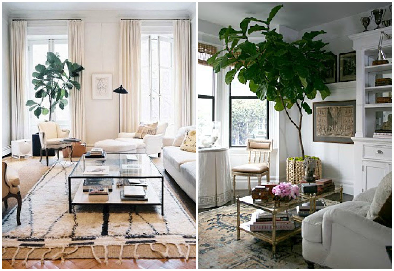 Fiddle Leaf Fig