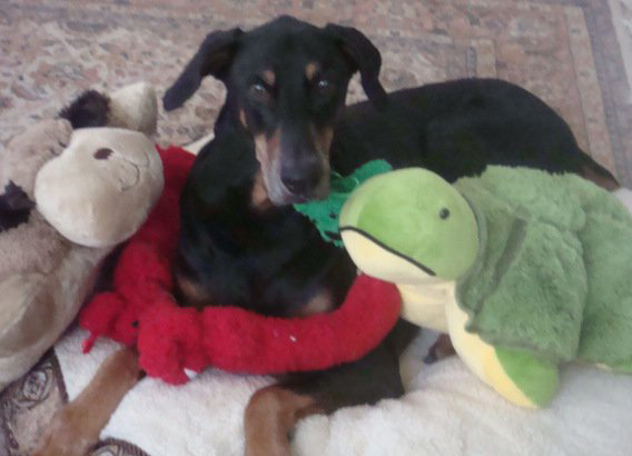 Rommel loves stuffed toys