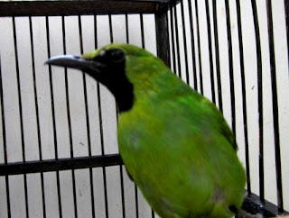 DIJUAL BURUNG ROBIN DAN CUCAK IJO MINI ~ damai-9