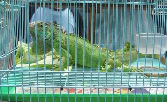 Iguana cage