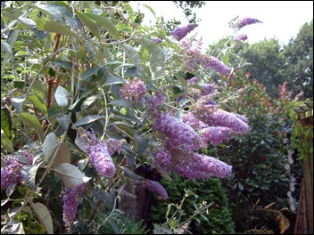 Afbeelding 004