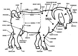 LADANG KAMBING KAMI: CONTOH CONTOH KANDANG