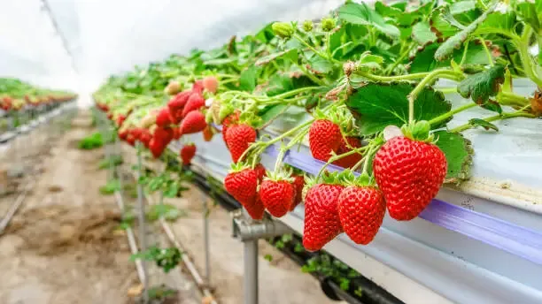 What is Hydroponic Strawberry Cultivation?