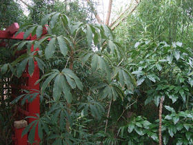 Schefflera rhododendrifolia and Daphniphyllum pentandrum