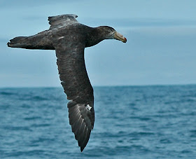 petrel gigante oscuro Macronectes halli