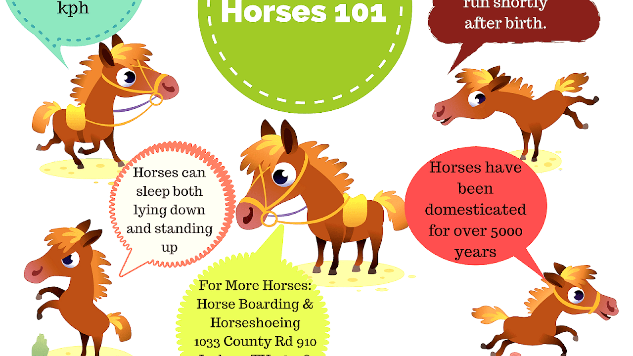 Horse - Interesting Facts Horses