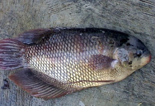 pembesaran gurame di kolam terpal,cara ternak ikan gurame di kolam terpal,budidaya ikan gurame di kolam terpal dan beton,cara budidaya ikan patin kolam terpal,pemijahan ikan gurame di kolam terpal,