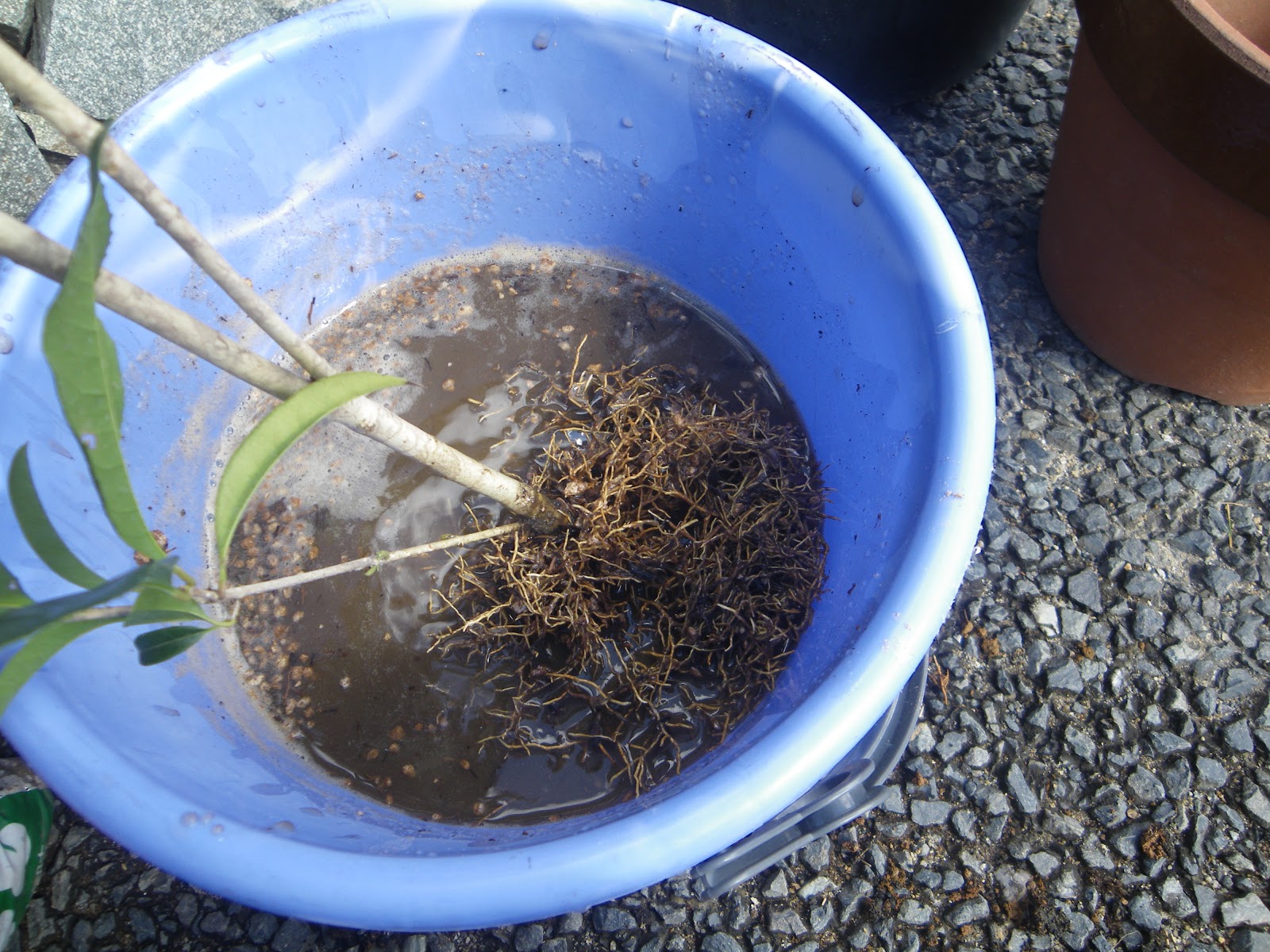 キンモクセイ 金木犀 を鉢植えで育てる 苗木の植え付け 育て方 メダカの大工