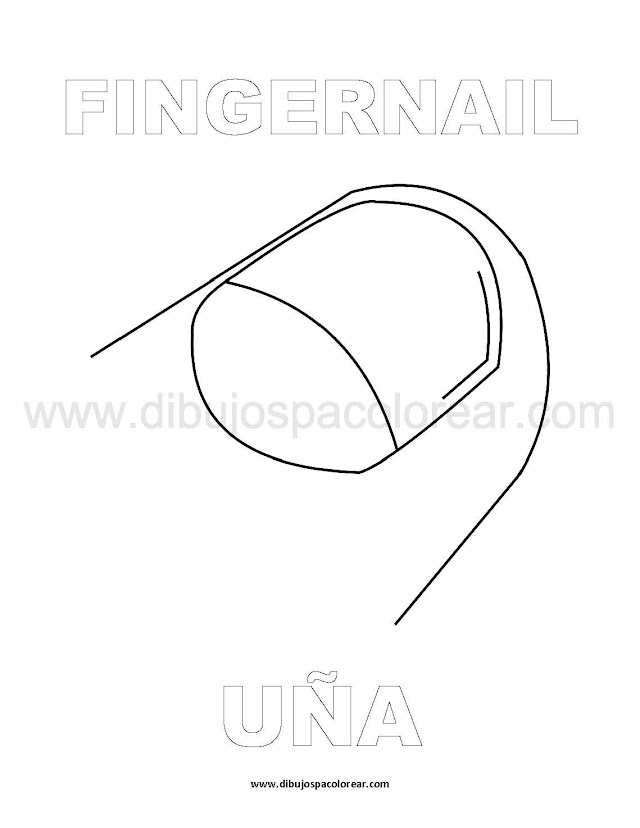 Dibujos Inglés - Español con U: Uña - Fingernail