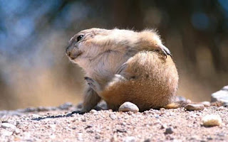 funny animal picture of beaver scratching