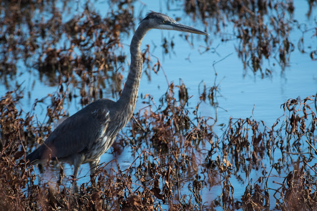 Great Blue Heron, Hagerman National Wildlife Refuge