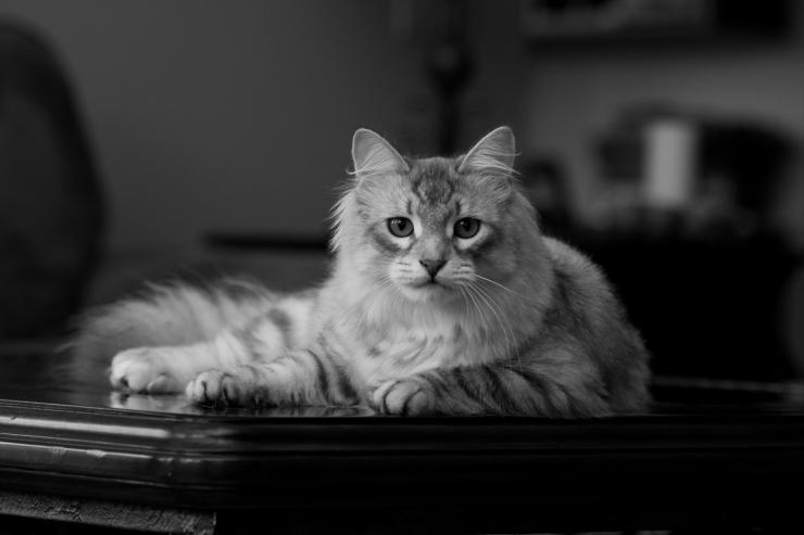 Большой сибирский кот