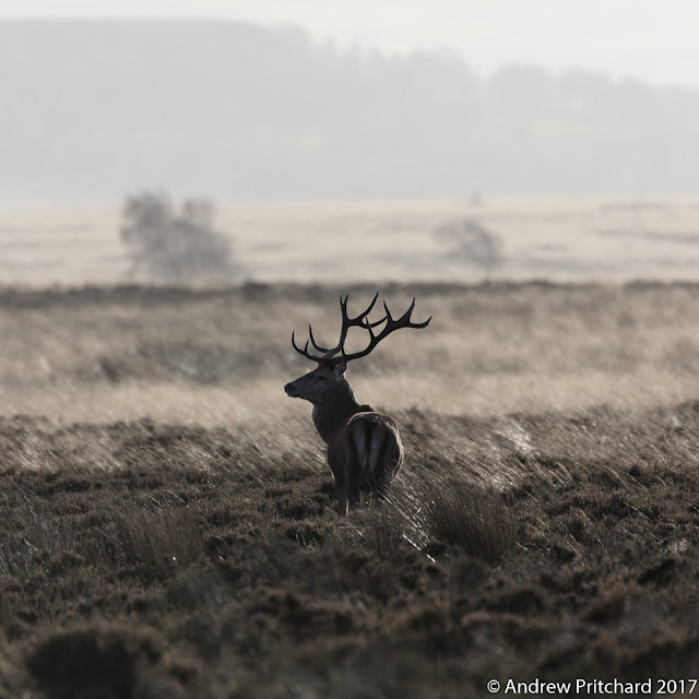 A stag pauses whilst walking across an area of heather, looking to his left.