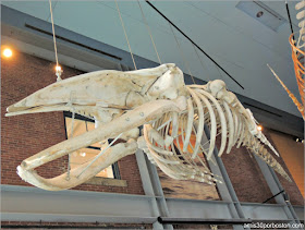 Esqueleto de Quasimodo en el Museo de las Ballenas de New Bedford