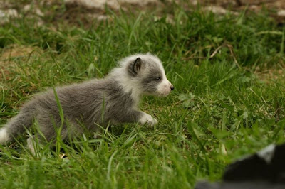 Rare Pets Seen On www.coolpicturegallery.us