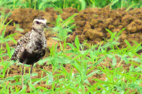 birds, migratory, Okinawa, Pluvialis fulva, Munaguro