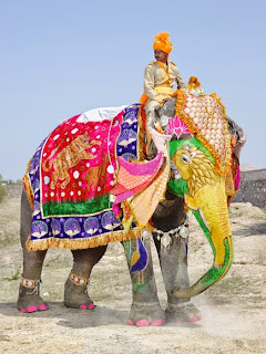 Indian elephant