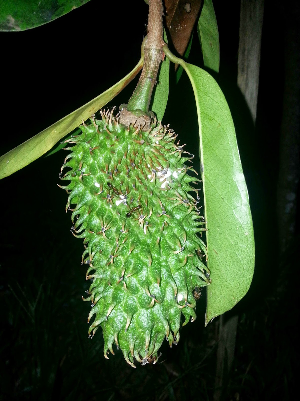 Warisan PESAGI POKOK DURIAN BELANDA  DI BELAKANG RUMAH