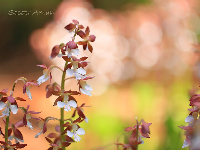 Calanthe discolor