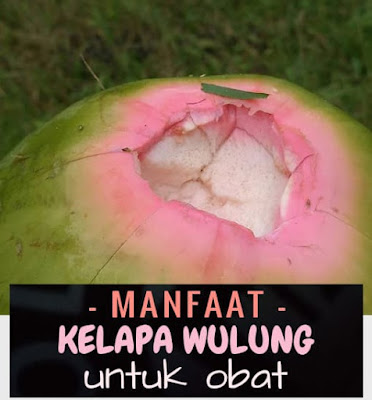 manfaat air kelapa wulung penjelasan tentang sejuta manfaat air kelapa wulung. Kami menyediakan kelapa wulung dan jual bibit kelapa hijau wulung siap tanam di kebun atau pekarangan rumah. Bagi Anda sekalian yang berminat ingin punya tanaman kelapa wulung ini, silahkan untuk menghubungi kontak WA langsung di Nomor 0857 4775 7565